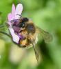 Andrena sp.